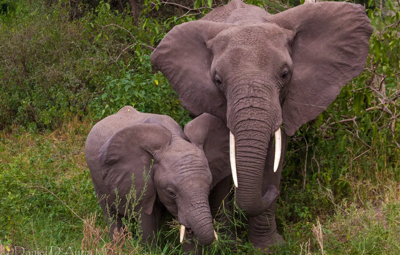 Фото обои слоны, слониха, слонёнок
