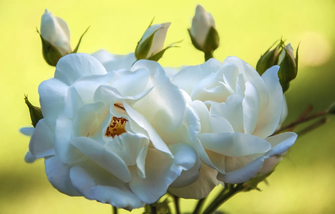 Фото обои фон, розы, лепестки, бутоны, белые розы