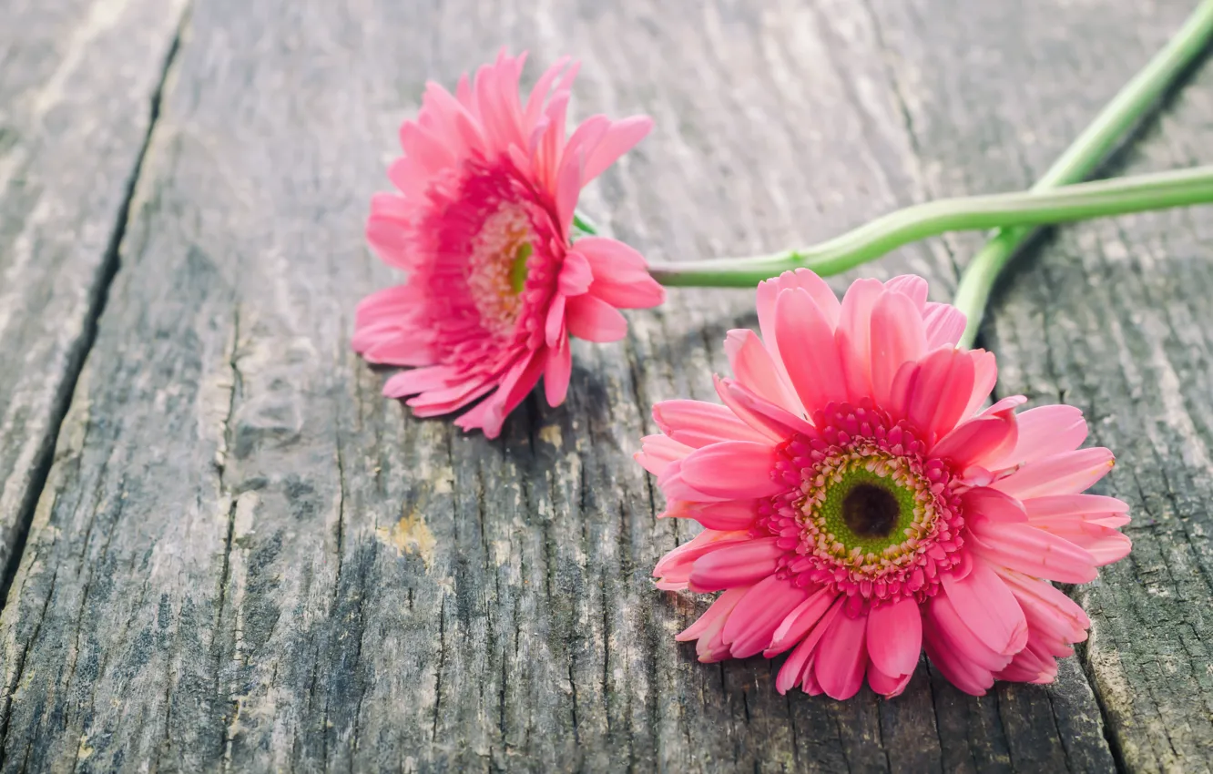 Фото обои цветы, герберы, wood, pink, flowers, spring, gerbera, tender