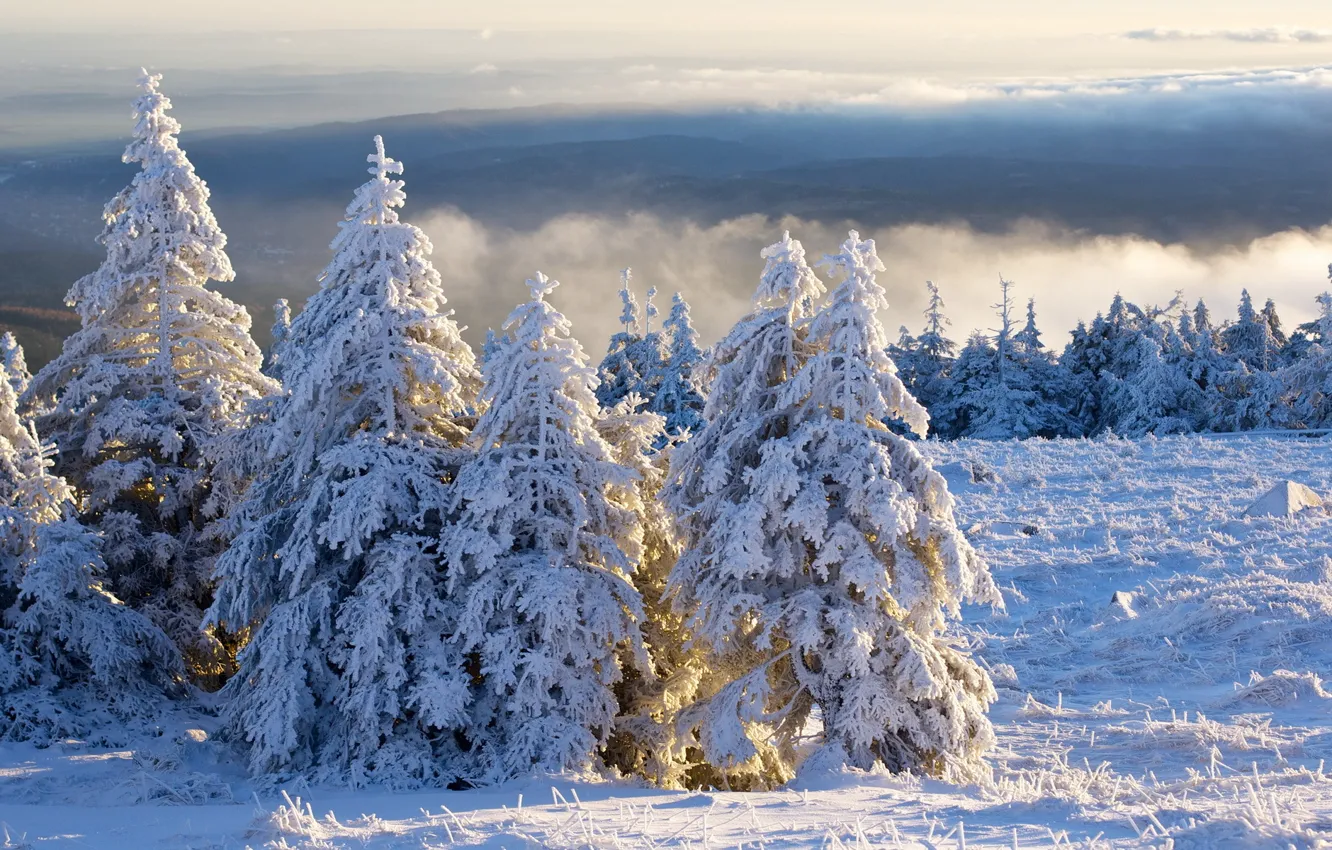 Фото обои Winter, Schnee, Brocken, Wolken, Harz, Tanne, Morgen