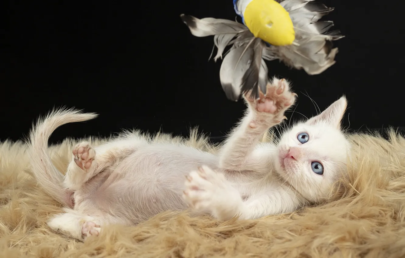 Фото обои кошка, белый, темный фон, котенок, игрушка, игра, перья, лежит