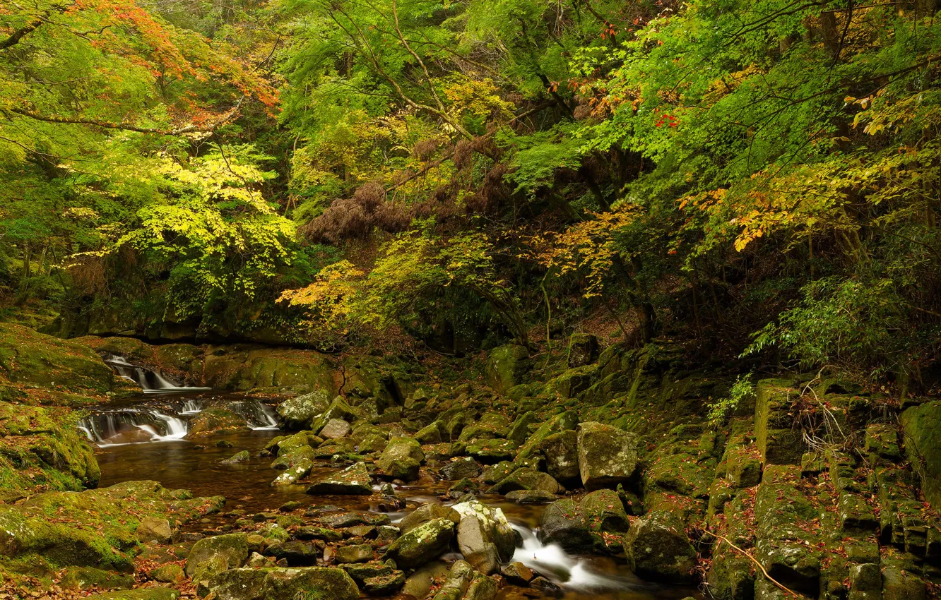 Фото обои осень, лес, деревья, ручей, камни, заросли
