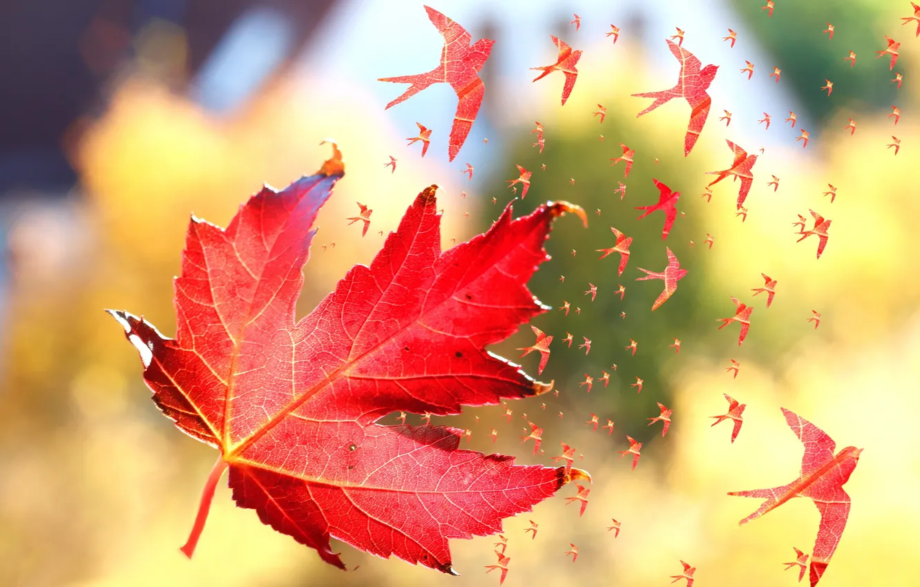 Фото обои осень, макро, птицы, лист