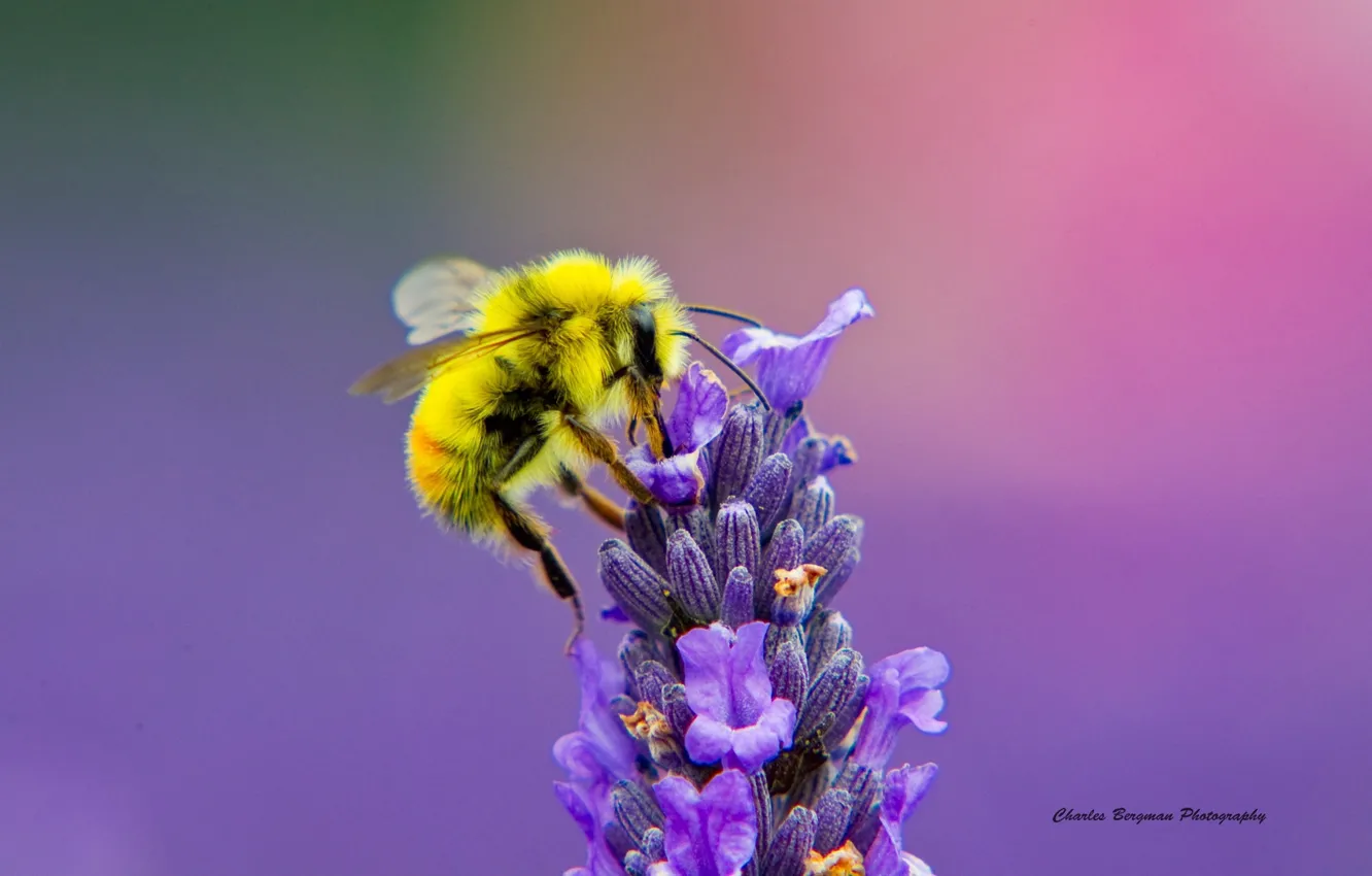 Фото обои цветок, макро, пчела, лаванда