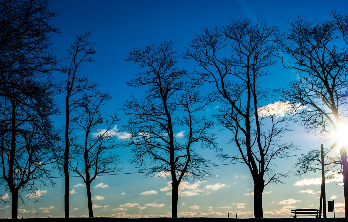 Фото обои небо, деревья, Природа, силуэты, sky, trees, nature