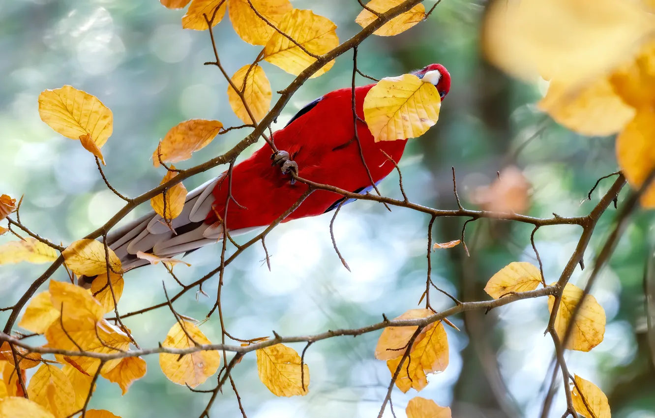 Фото обои осень, ветки, красный, дерево, птица, листок, желтые, попугай