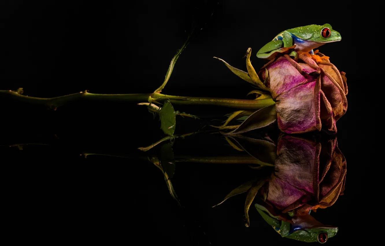 Фото обои цветок, роза, лягушка, зеленая, засохшая