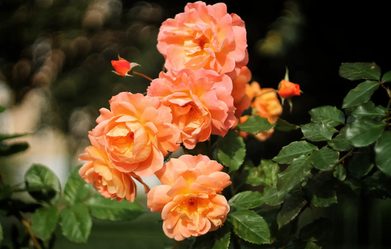 Фото обои розы, сад, оранжевые, боке, розовый куст