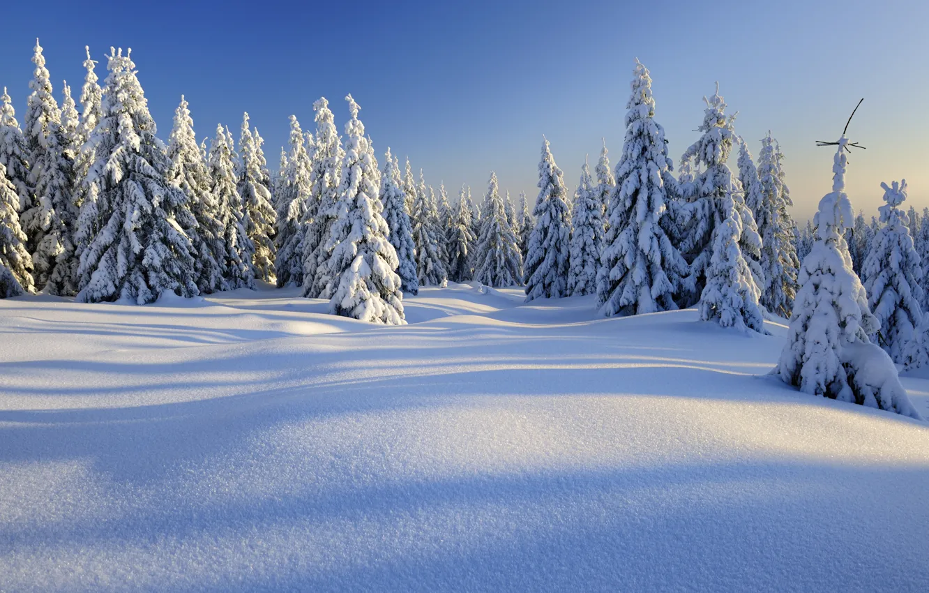 Фото обои зима, лес, снег, снежинки, елка, nature, winter, snow