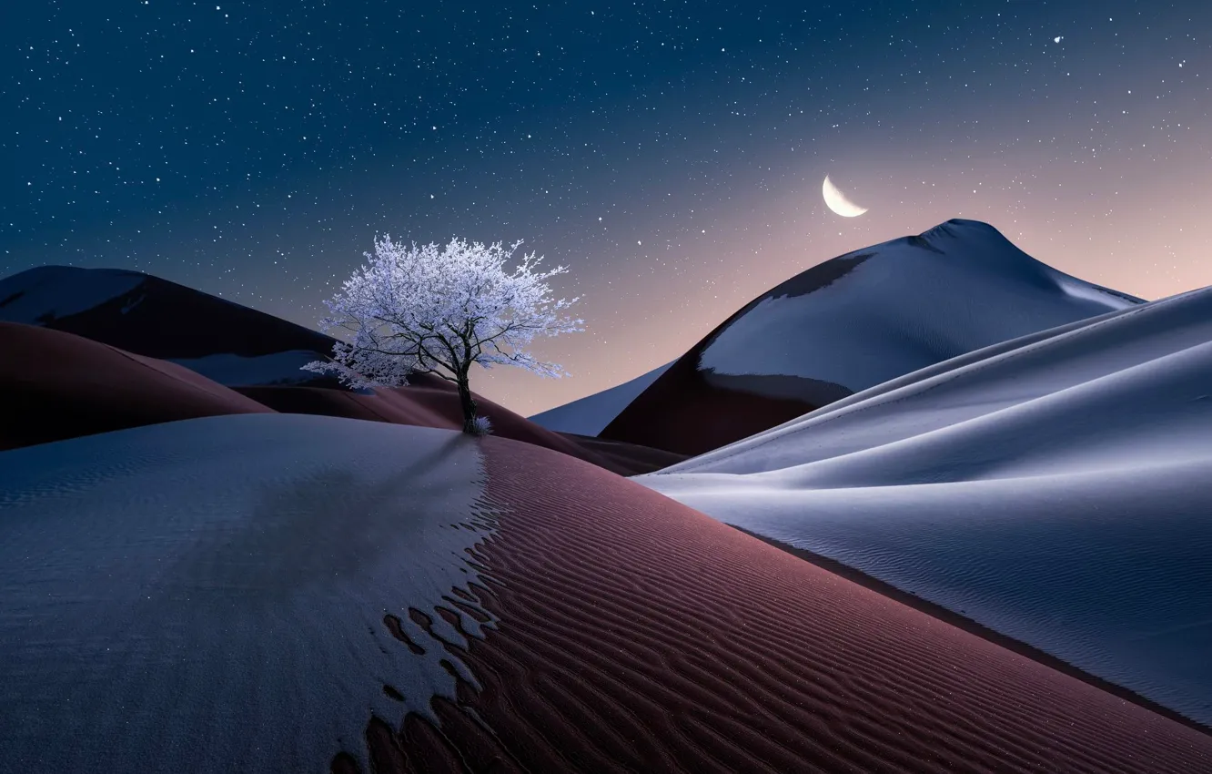 Фото обои небо, пейзаж, природа, дерево, луна, пустыня, графика, звёзды