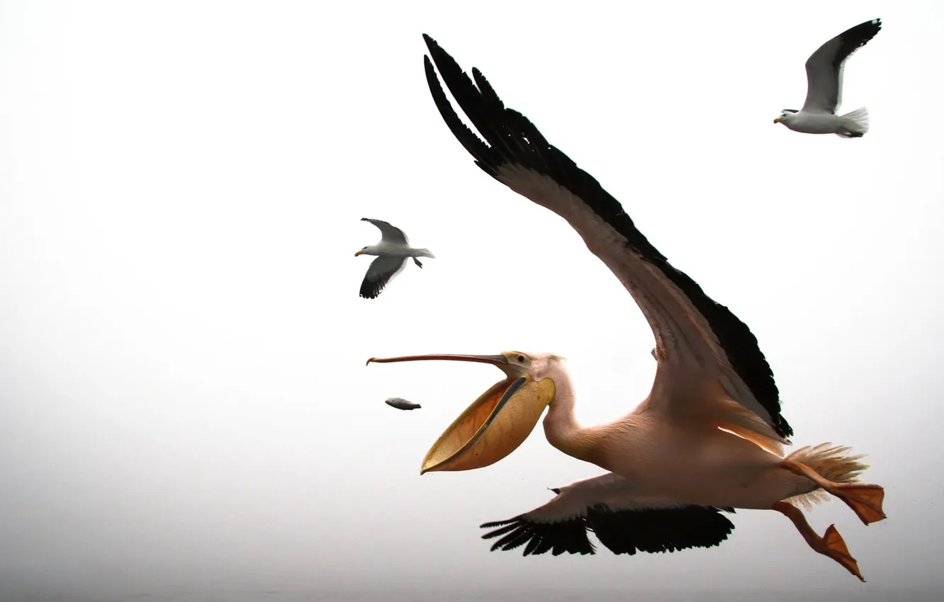 Фото обои полет, птица, крылья, чайка, пеликан