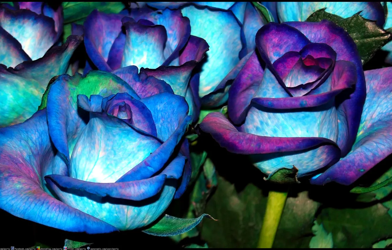 Фото обои цвет, куст, розы, лепестки, стебель, бутон, клумба