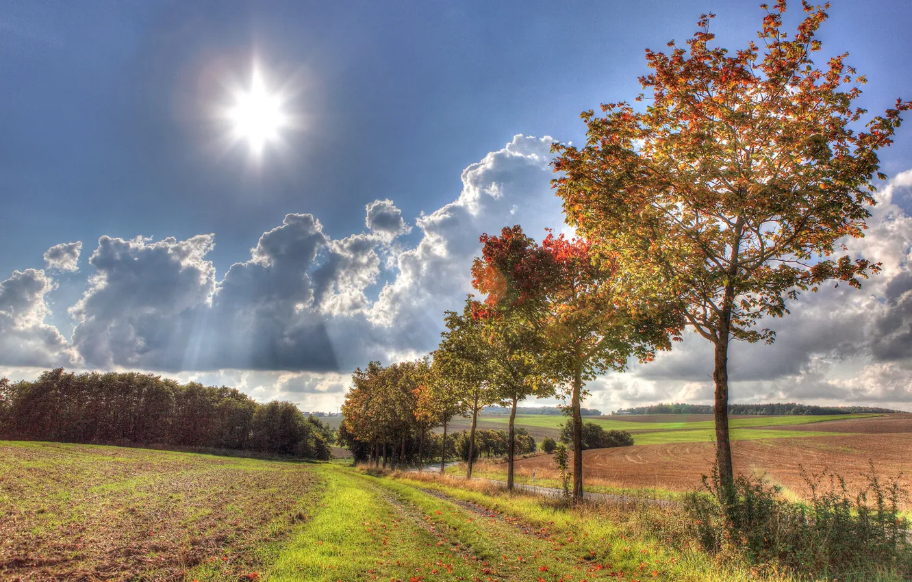 Фото обои дорога, осень, небо, трава, солнце, облака, лучи, деревья
