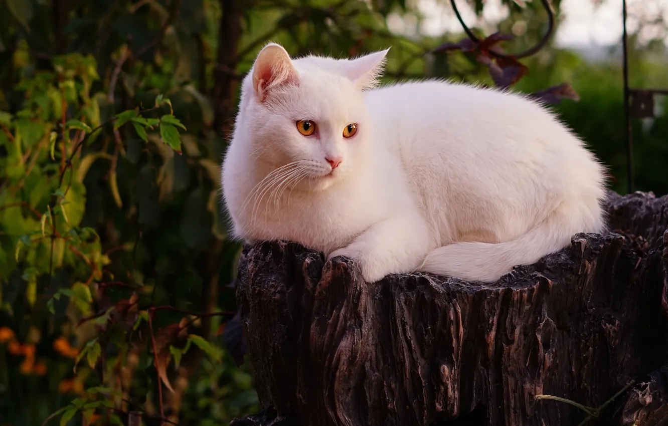 Фото обои кошка, белый, кот, взгляд, морда, листья, природа, поза