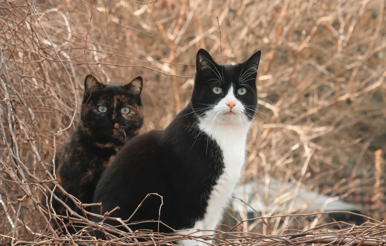Фото обои кошки, ветки, парочка, котейки