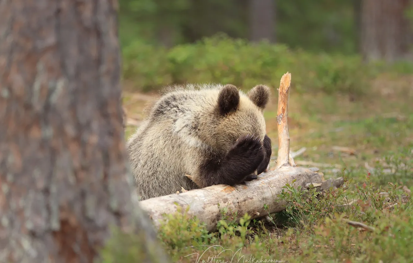 Фото обои природа, дерево, медведь
