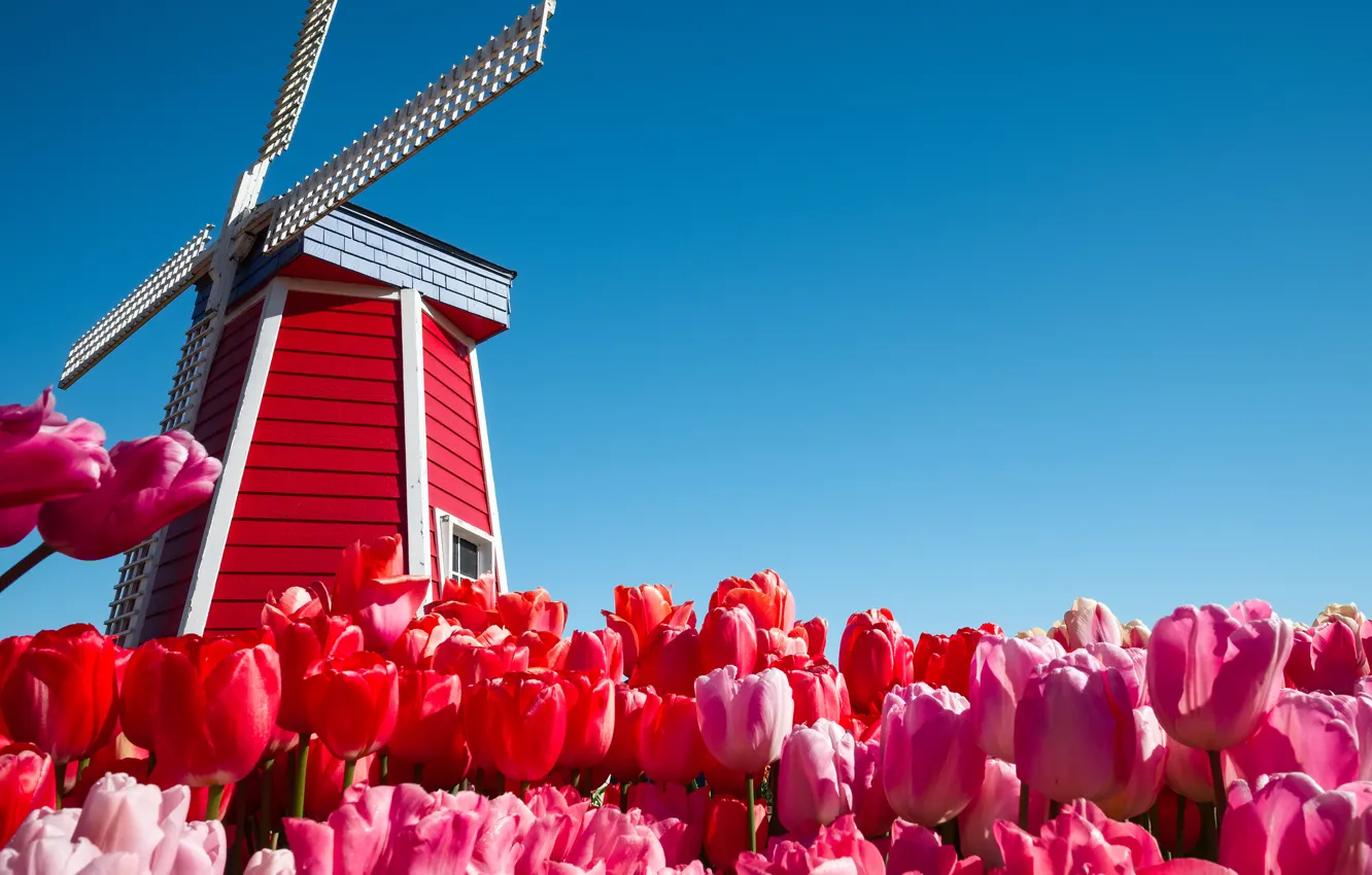Фото обои небо, цветы, тюльпаны, Нидерланды, ветряная мельница