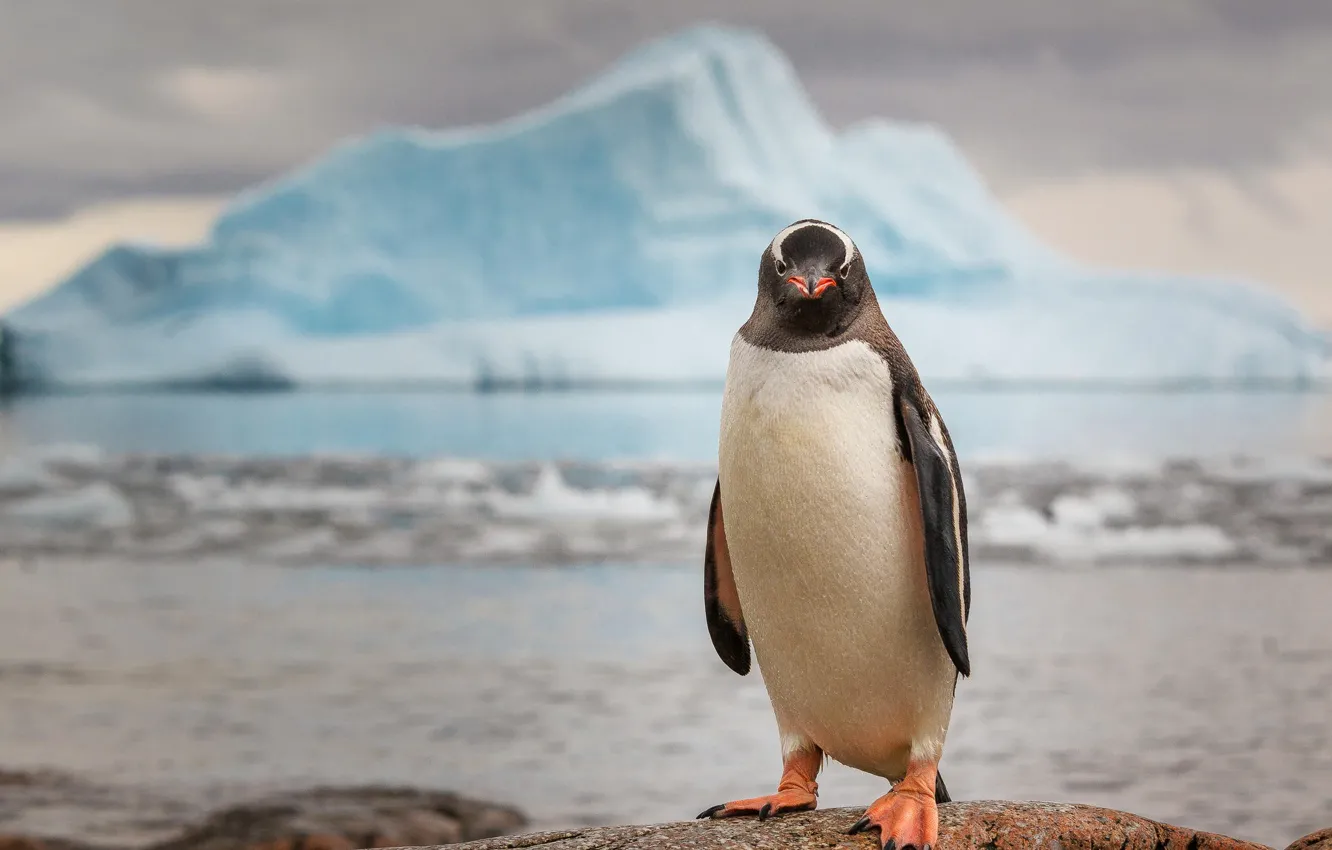 Фото обои льды, пингвин, Антарктида