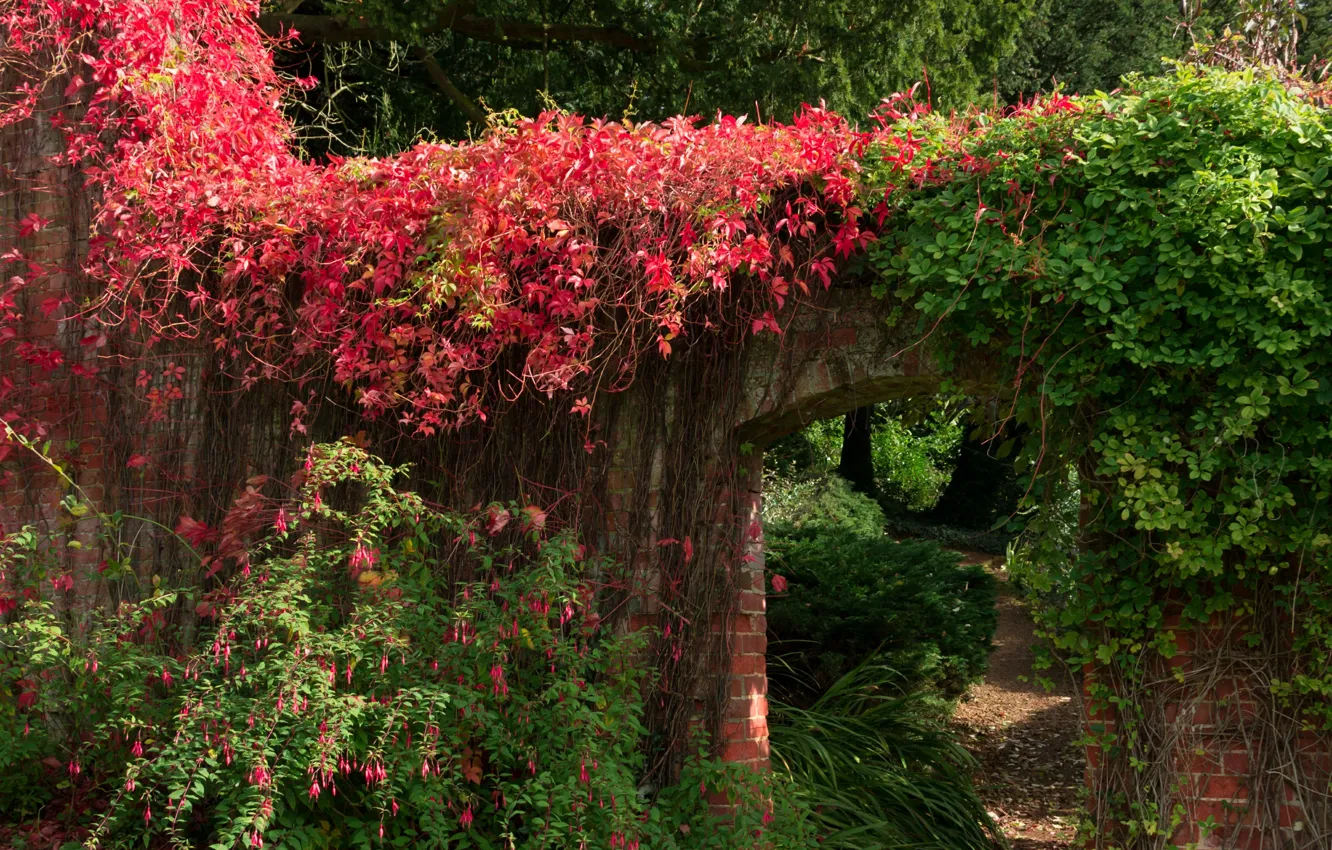 Фото обои листья, парк, стена, green, сад, арка, красные, red