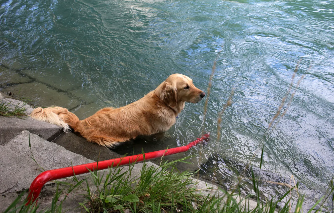Фото обои трава, вода, ступени, ретривер