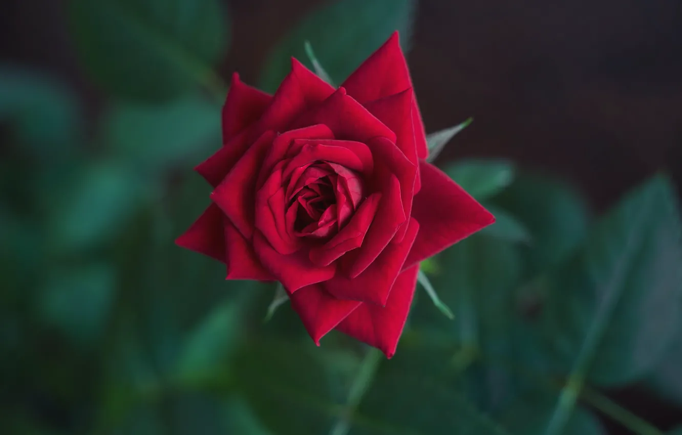 Фото обои роза, боке, бордовая