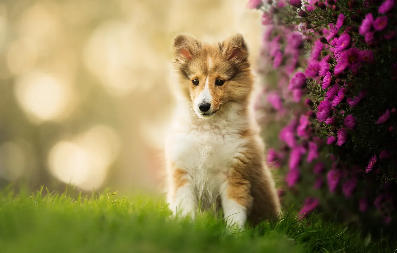 Фото обои цветы, щенок, боке, Шелти, Шетландская овчарка