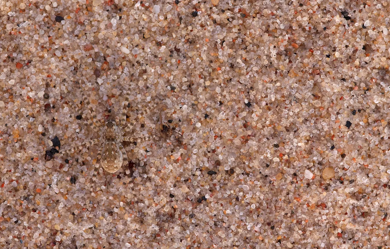 Фото обои песок, макро, природа, паук, маскировка, камуфляж, песчинки, nature