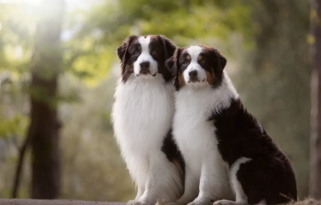 Фото обои портрет, парочка, дуэт, боке, две собаки, Австралийская овчарка, Аусси