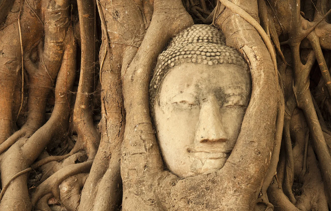 Фото обои деревья, голова, джунгли, будда, Ban Wat Tum