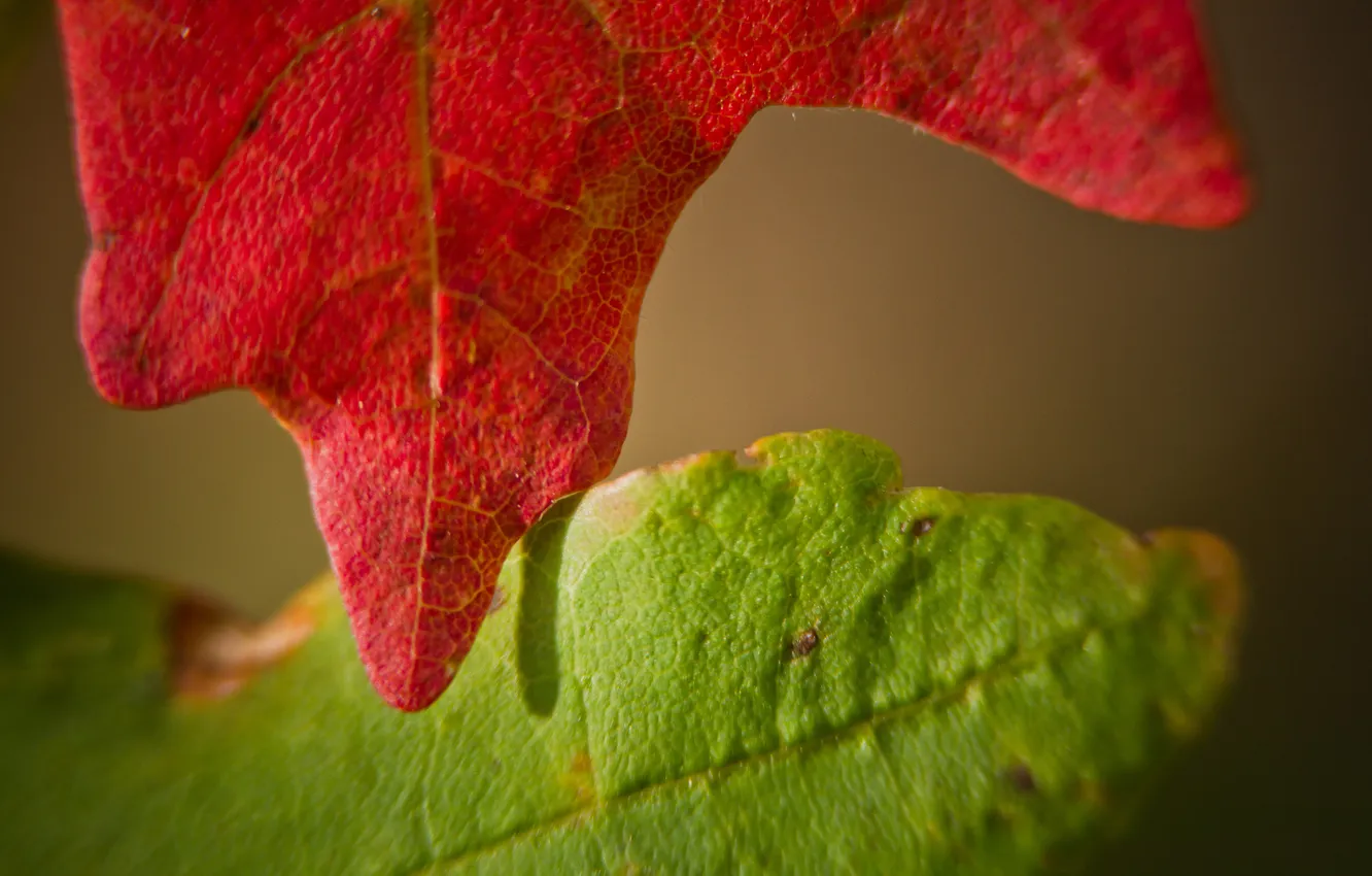 Фото обои осень, макро, листы, два