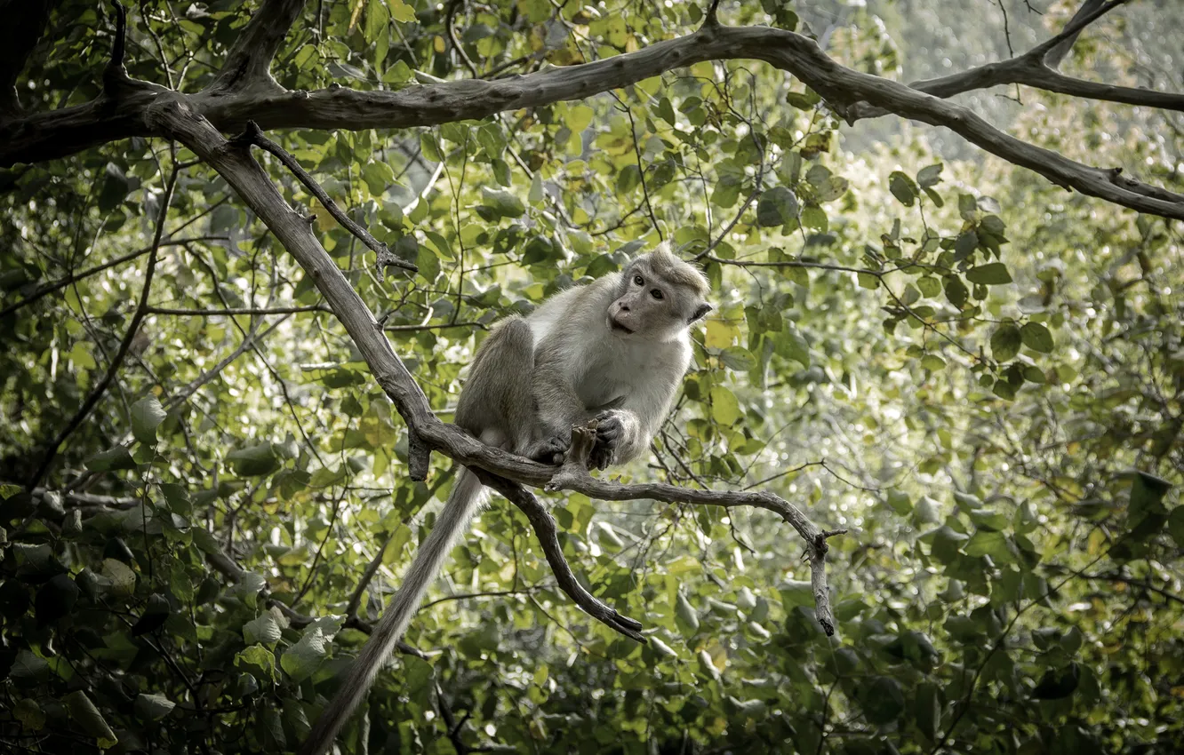 Фото обои monkey, nature, background, sri lanka