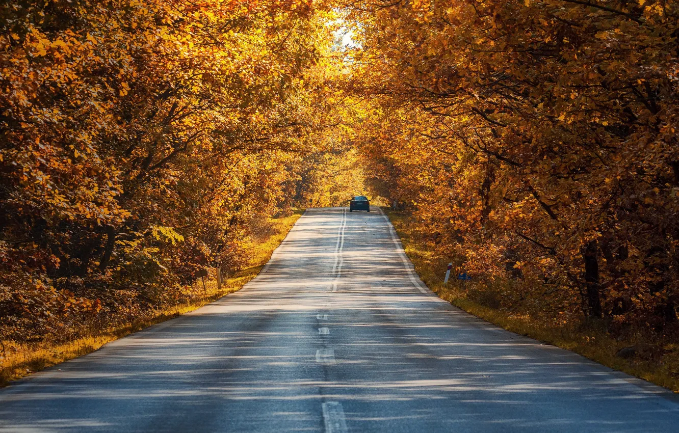 Фото обои дорога, машина, осень, лес, листья, свет, деревья, природа