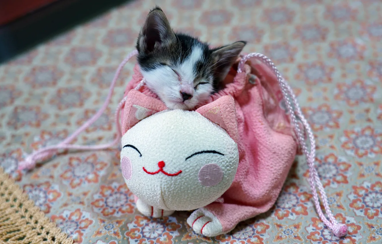 Фото обои кошка, котенок, розовая, сон, лапки, малыш, мордочка, спит