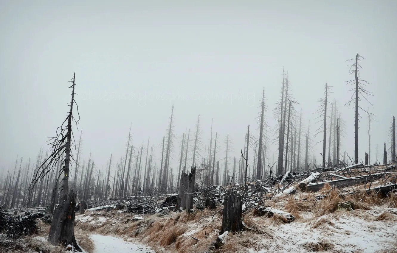 Фото обои зима, лес, пейзаж, туман