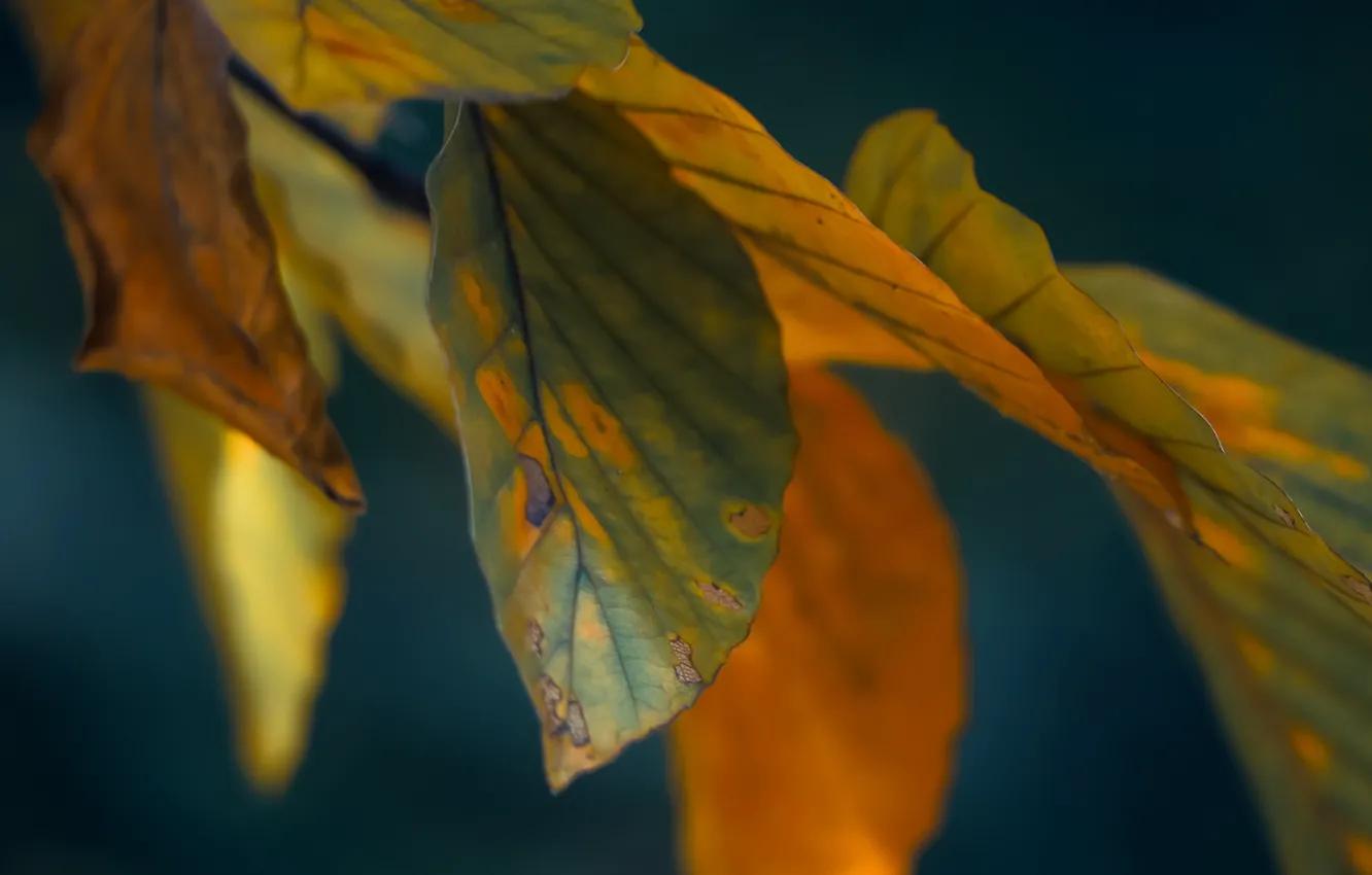 Фото обои осень, листья, природа