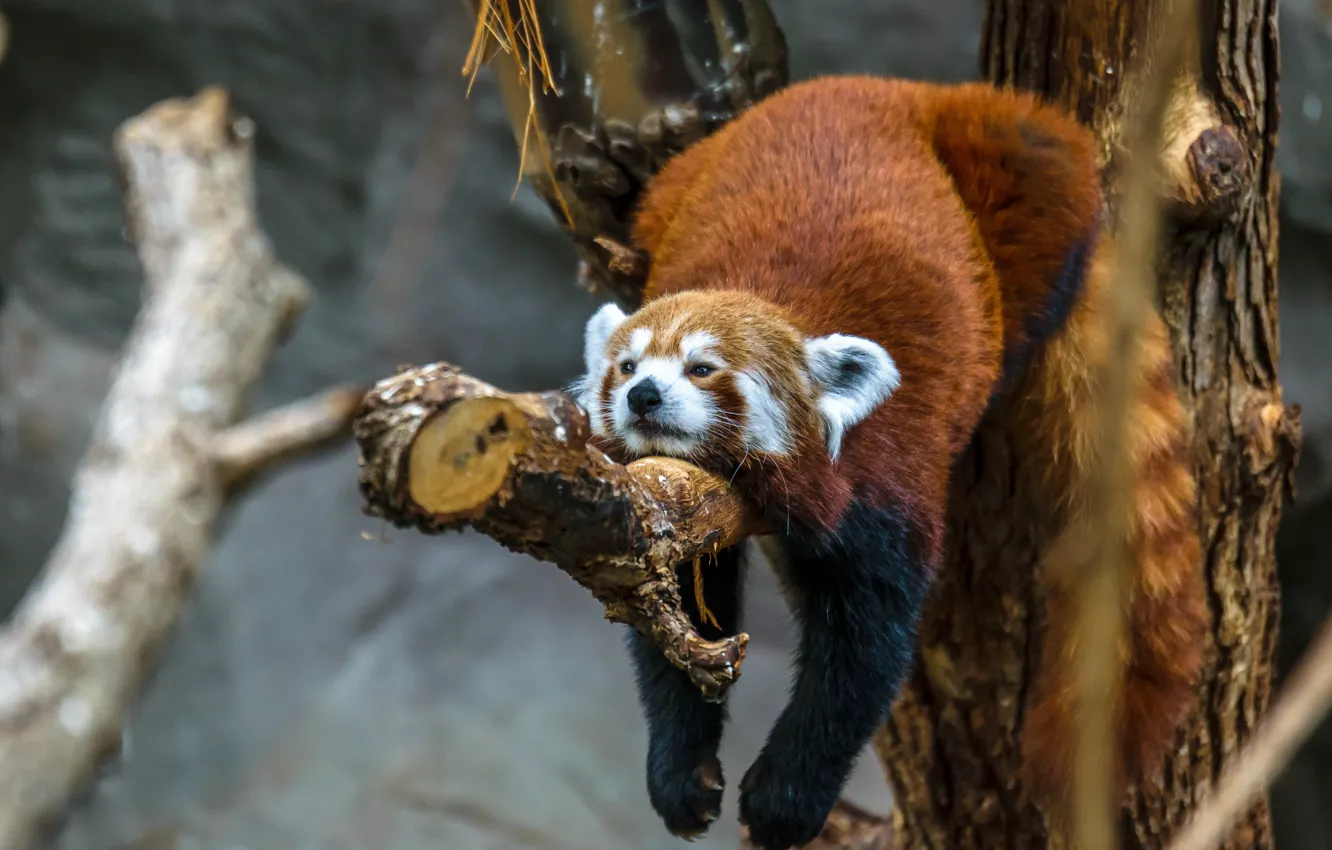 Фото обои природа, дерево, животное, красная панда, сук, малая панда