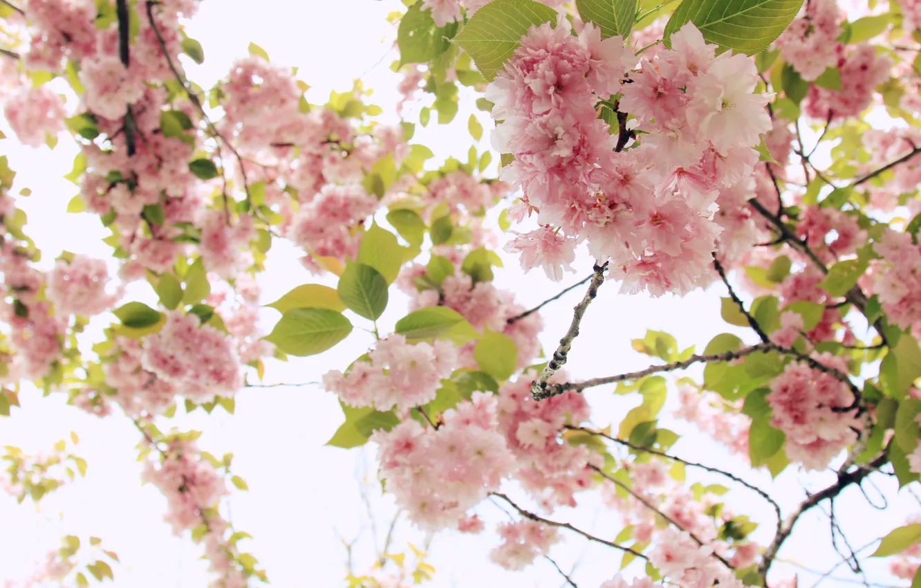 Фото обои цветы, ветки, природа, вишня, дерево, розовый, весна, сад