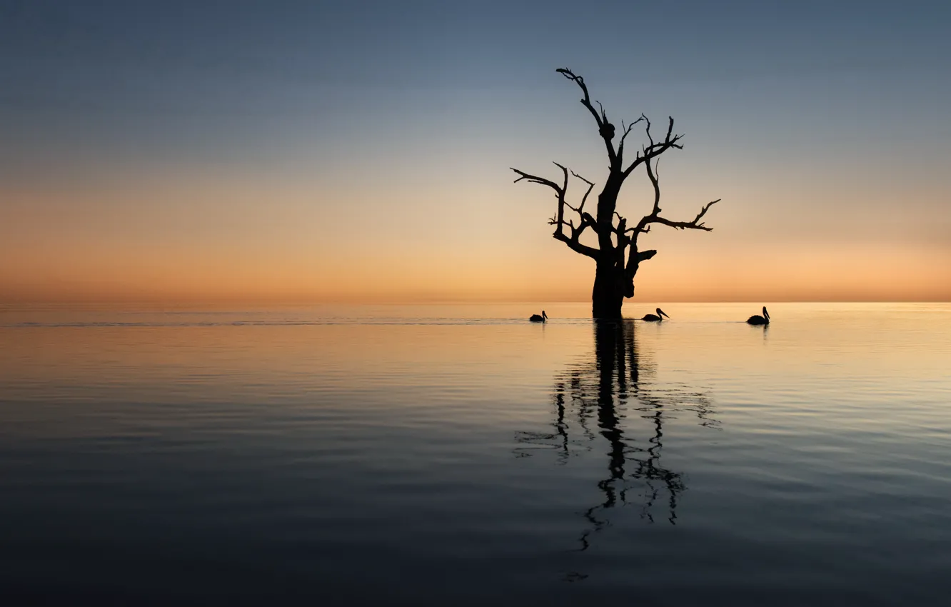 Фото обои закат, птицы, озеро, дерево