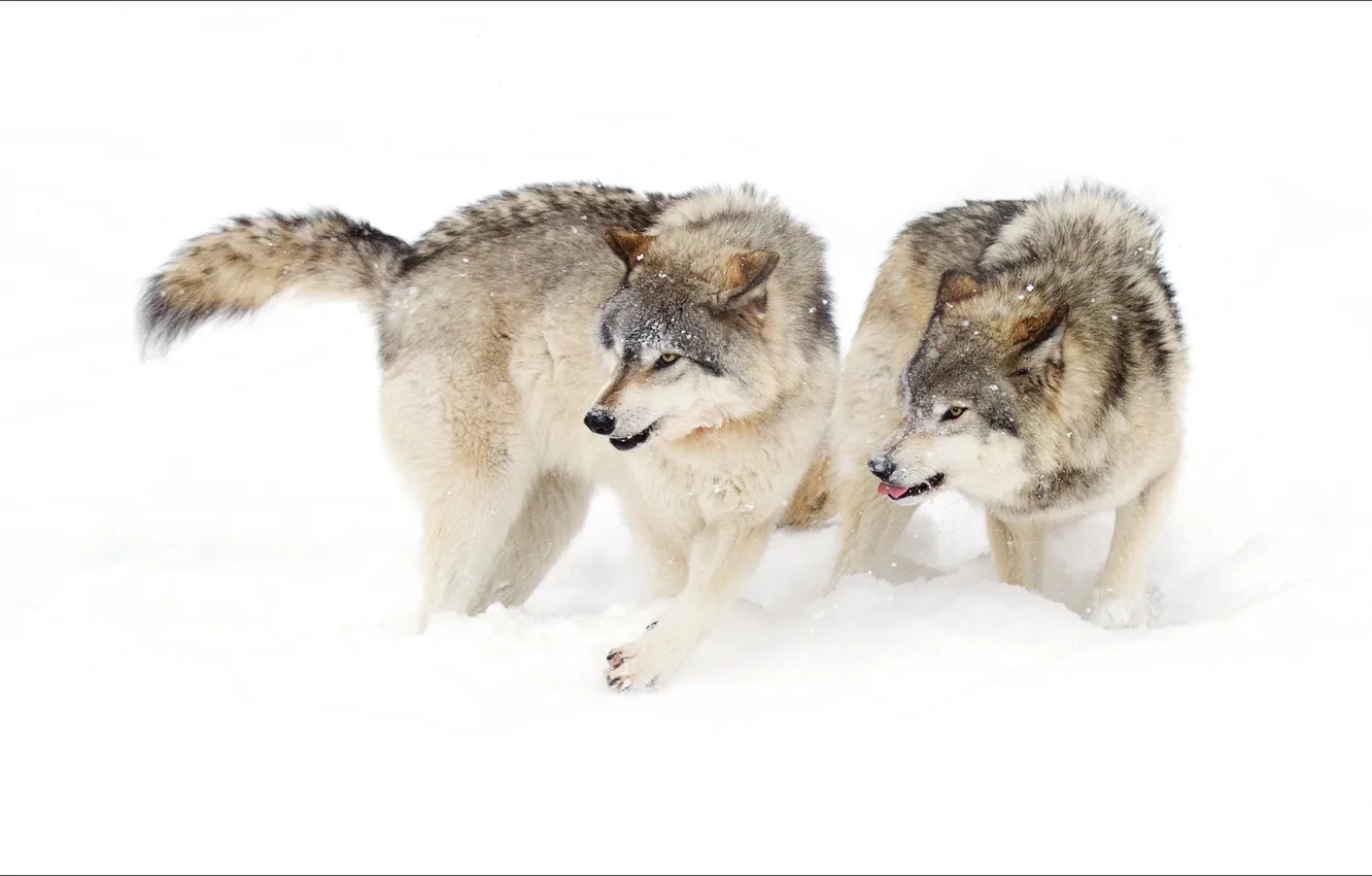 Фото обои зима, животные, пара, волки