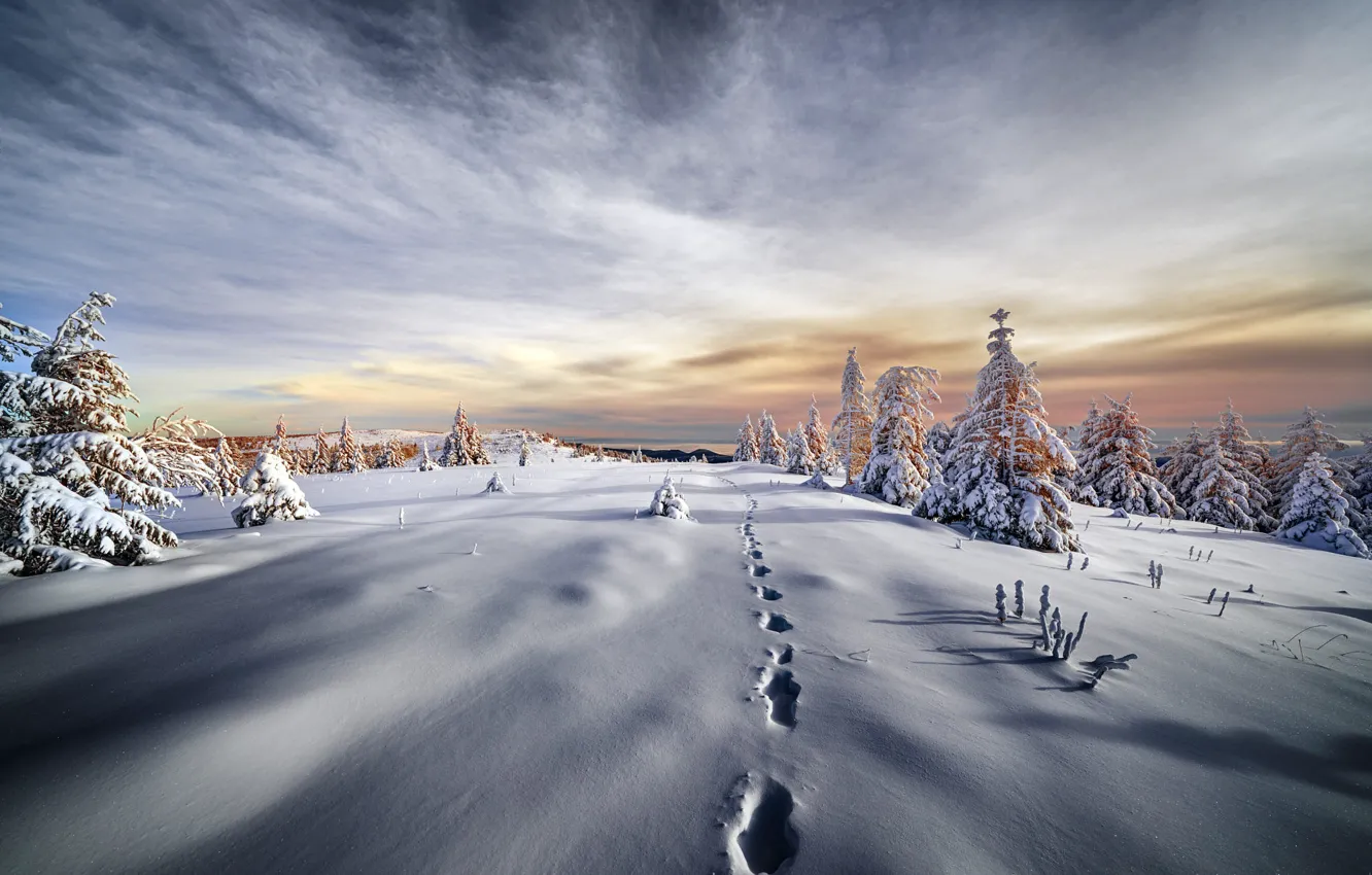 Фото обои зима, поле, лес, небо, облака, снег, ветки, следы
