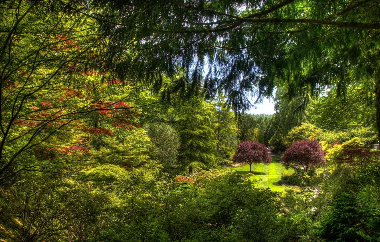 Фото обои зелень, деревья, ветки, сад, Канада, кусты, лужайка, Victoria