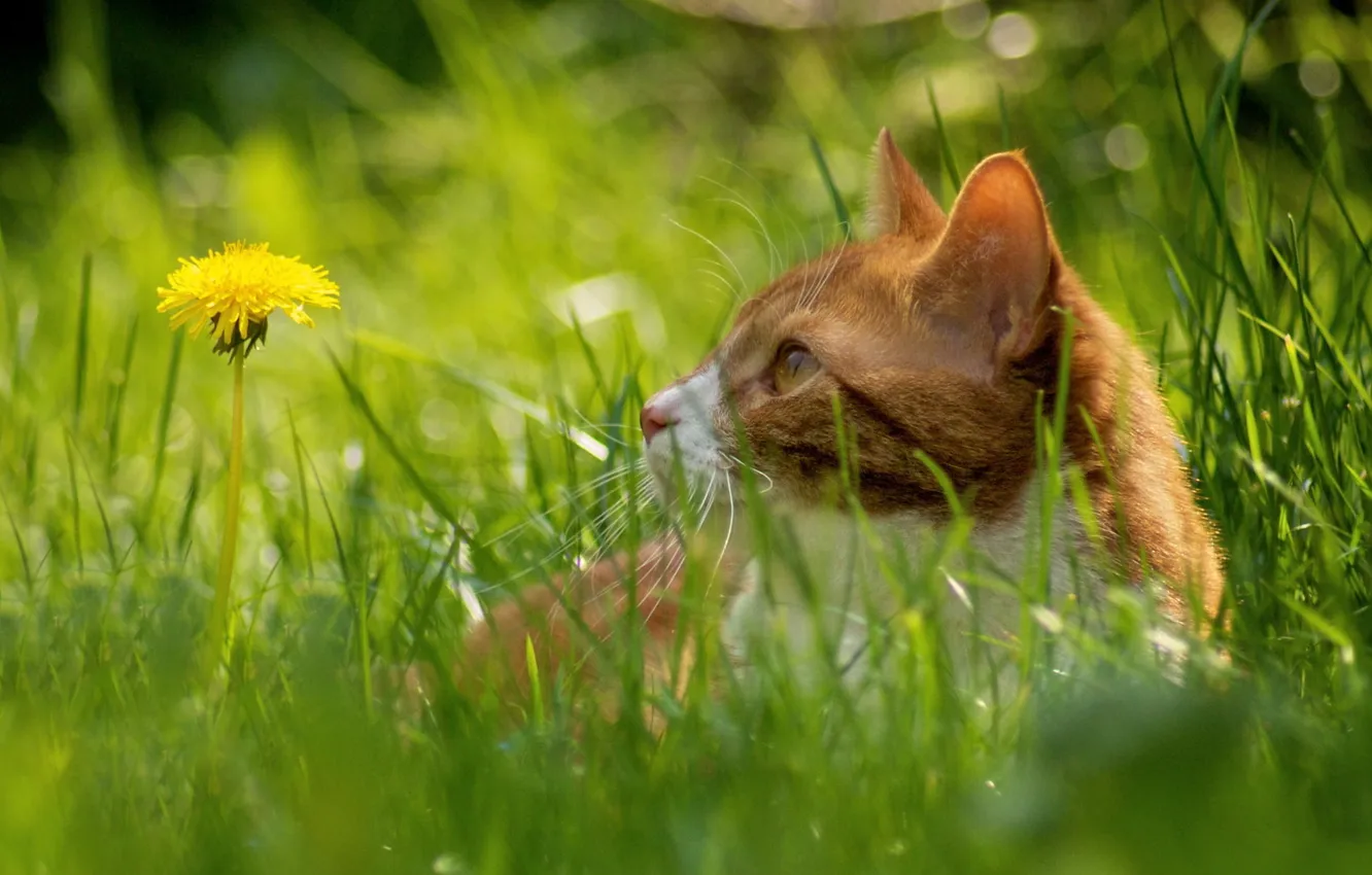 Фото обои кошка, трава, усы, одуванчик, боке