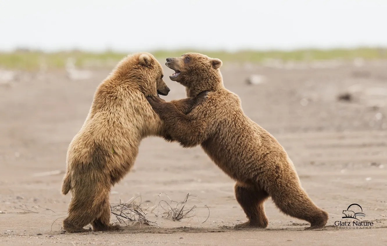 Фото обои медведи, Аляска, Alaska, Lake Clark National Park, спарринг