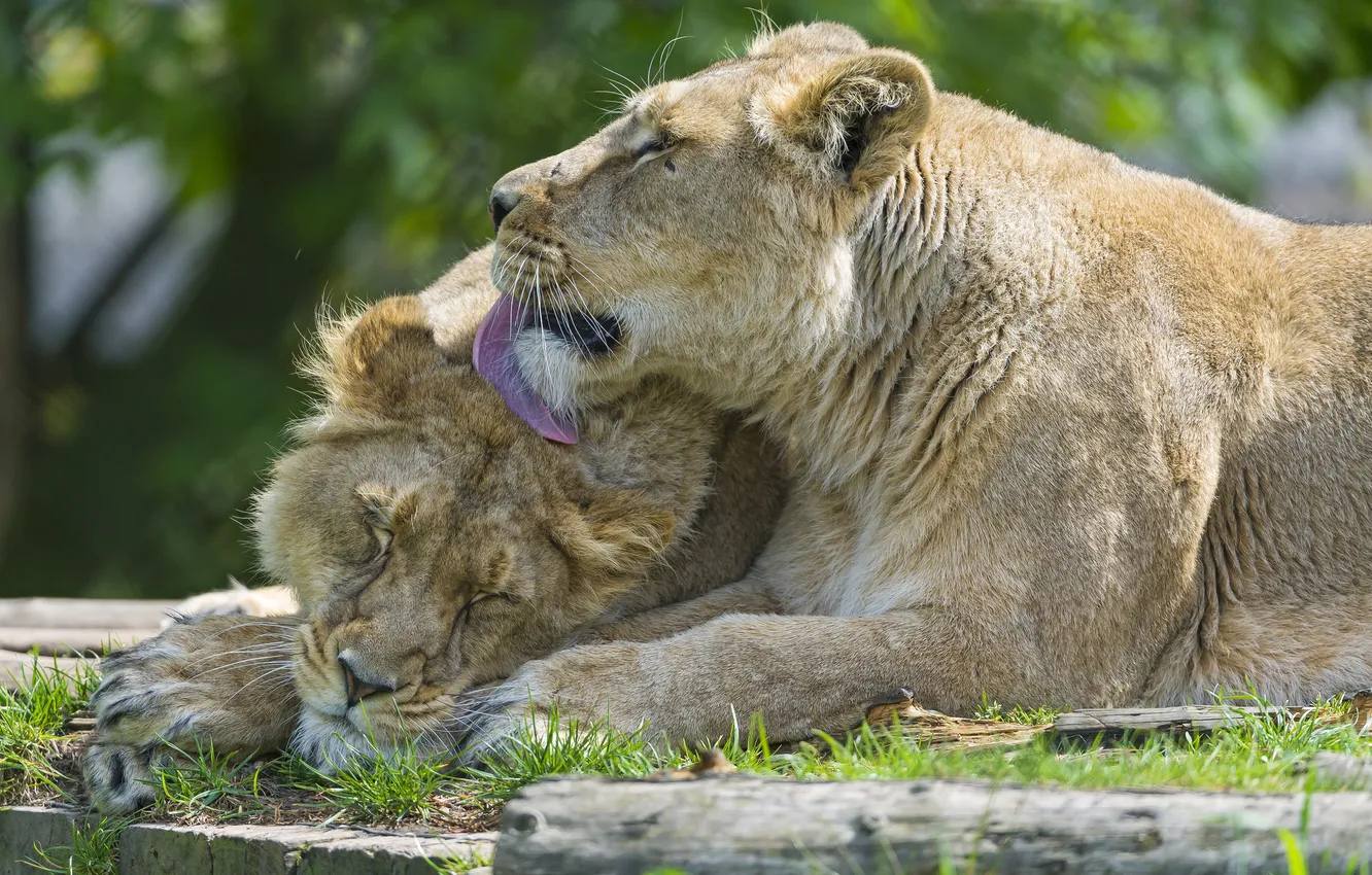 Фото обои любовь, кошки, пара, львы, львица, ©Tambako The Jaguar