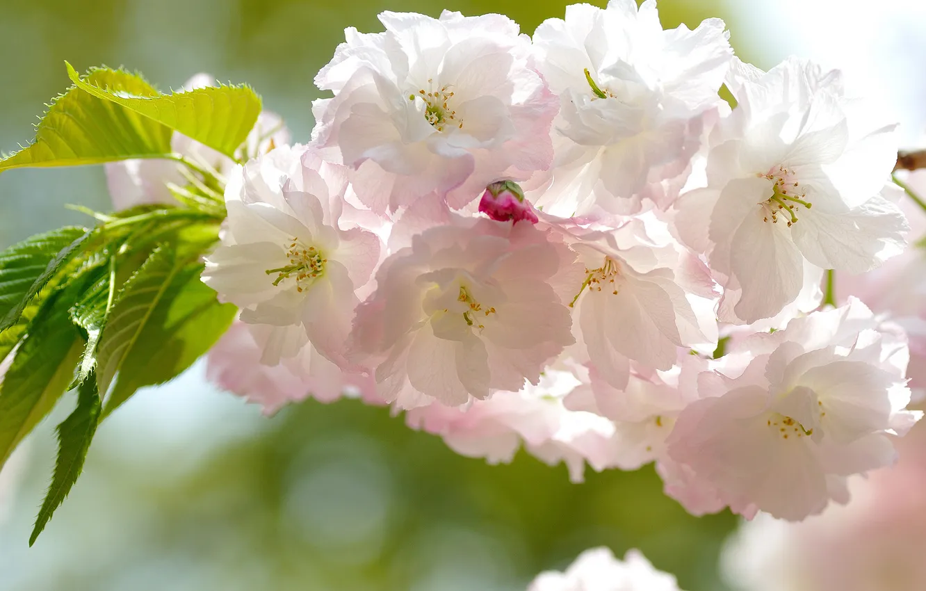 Фото обои листья, цветы, ветка, сакура, бело-розовые