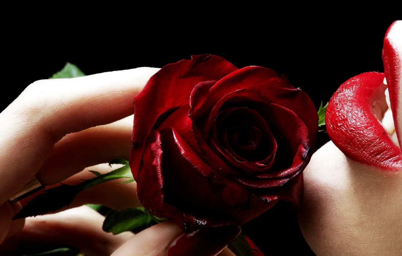 Фото обои Девушка, Роза, Цветок, Черный фон, Красная помада