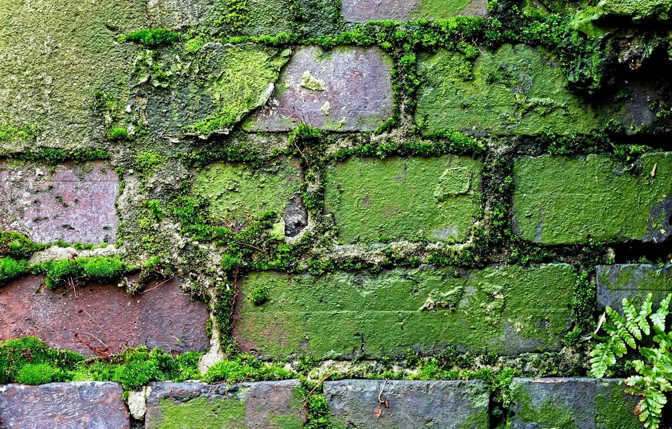 Фото обои зелень, трава, мох, текстура, старая стена, кирпичная кладка