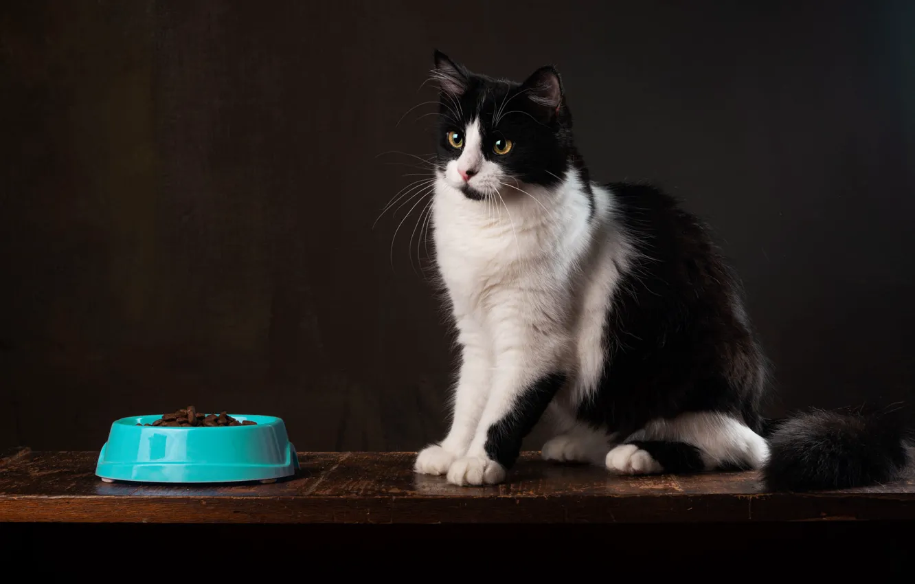 Фото обои кошка, кот, взгляд, поза, темный фон, черно-белый, мордочка, миска