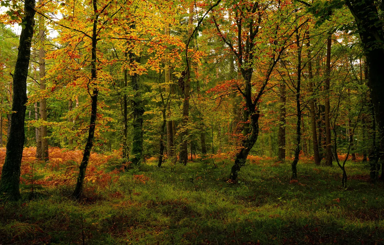 Фото обои осень, лес, трава, деревья, парк