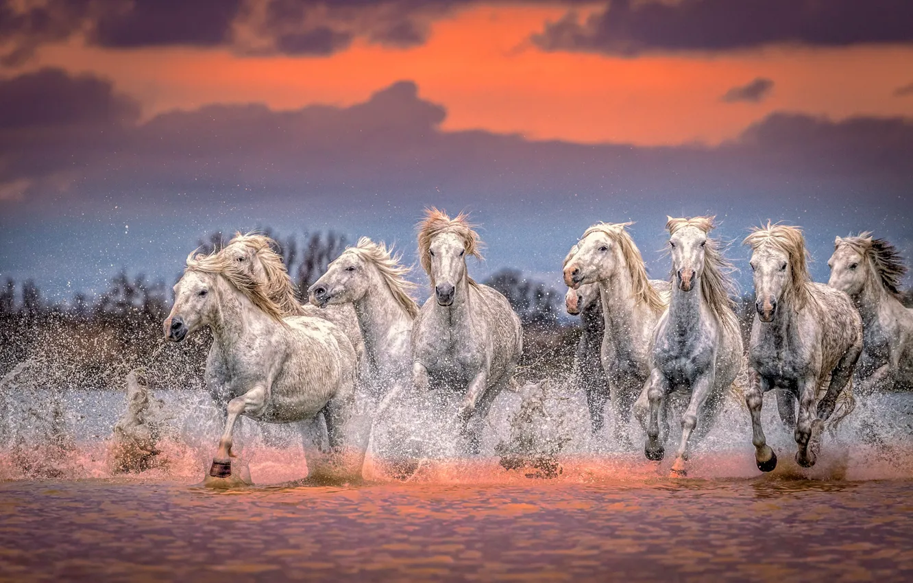 Фото обои вода, закат, брызги, кони, лошади, табун